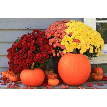 Common Chrysanthemum Plant